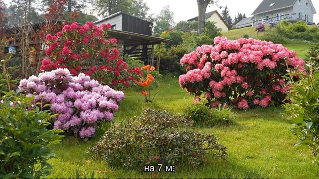 Пересадка рододендрона с одного места на другое смотреть онлайн