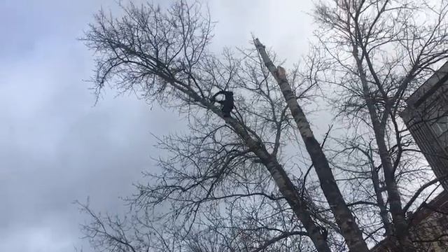 Обрезка тополей в Московской области смотреть онлайн