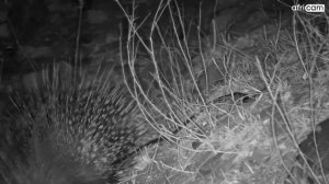 A Porcupine and Python Pass By!