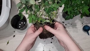 Сделай ЭТО СРОЧНО с покупной миниатюрной розой в горшке, чтобы розы не засохли и долго росли и цвел