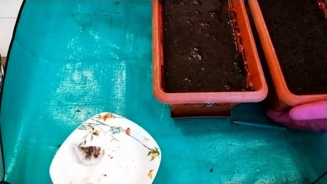 Посев сладкого перца! Сорта: калифорнийское чудо, богатырь, корнелия! смотреть онлайн