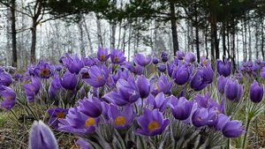 Цветы Сибири   Подснежники