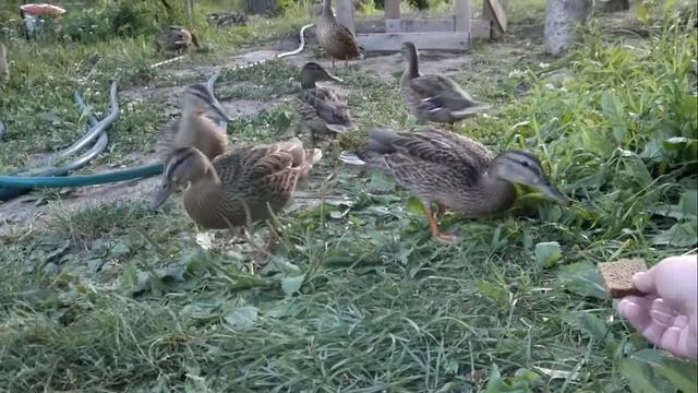 Ермаковские уточки смотреть онлайн