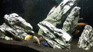 Малавийские цихлиды и оригинальный дизайн аквариума на 180 литров (By Pavel Golubkov).