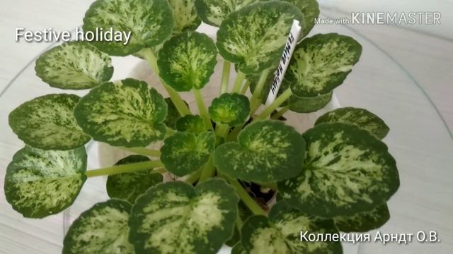 Любимые пестролистные фиалки смотреть онлайн