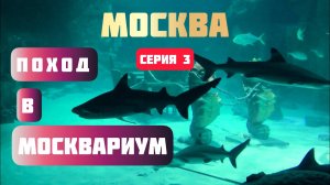 МОСКВА / НОВОГОДНИЕ КАНИКУЛЫ / ВДНХ /МОСКВАРИУМ / АКВАРИУМ / РЫБЫ