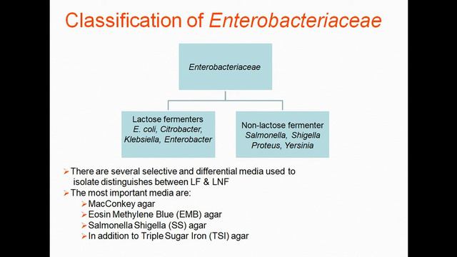 Enterobacteriaceae смотреть онлайн