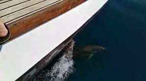 Яхта дельфины.