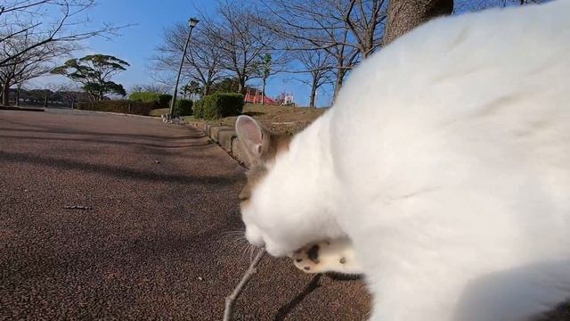 公園で元気に遊び廻る子猫の兄弟が可愛過ぎる смотреть онлайн