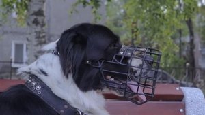 Алабай | Среднеазиатская овчарка | Все о породе