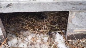 Когда занесутся гуси // гнёзда для гусынь...