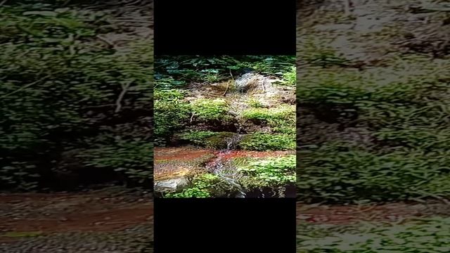 Родник с питьевой водой