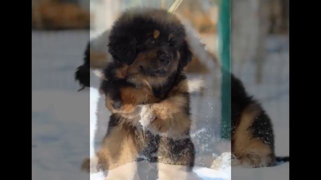 ТИБЕТСКИЙ МАСТИФ щенки на продажу goodchoose2010@gmail.com смотреть онлайн