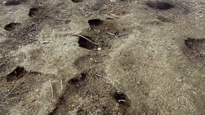 Пастбищные куры в январе в РАЙАР