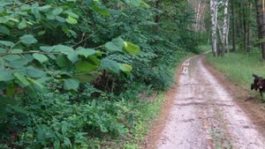 Кабаны бегут на человека