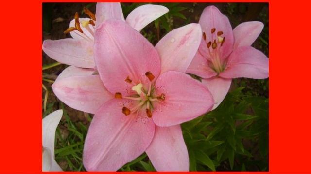 АЗИАТСКИЕ ЛИЛИИ смотреть онлайн