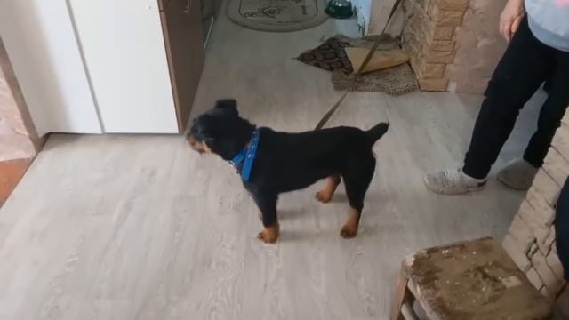 САНИ ДЛЯ СНЕГОХОДА, ЧТОБ ВОЗИТЬ ДРОВА. И НУЖЕН НЕБОЛЬШОЙ СОВЕТ. смотреть онлайн