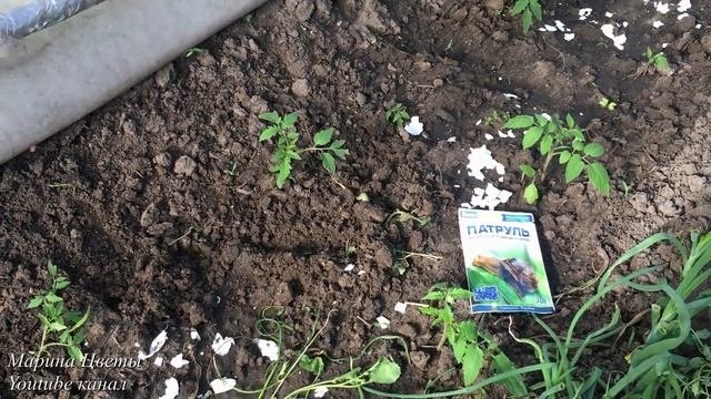 ПОМИДОРЫ + ЯЙЦА .