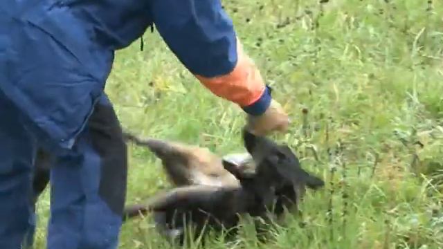 Открытие ежегодных сертификационных испытаний расчетов кинологической службы МЧС России в ПФО смотреть онлайн