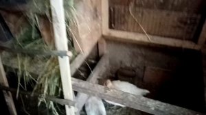 ЛУЧШАЯ ВЫТЯЖКА В КУРЯТНИКЕ