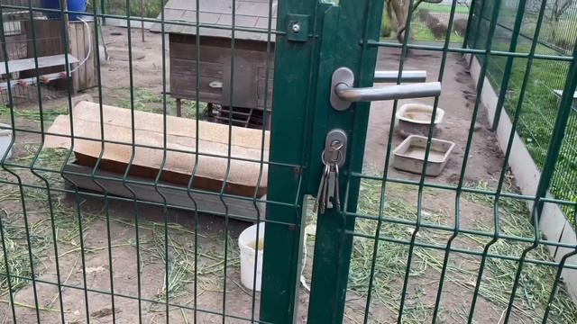 Восстанавливаю яйценоскость кур несушек Куры месяц без еды и воды.Как обрезаю малину