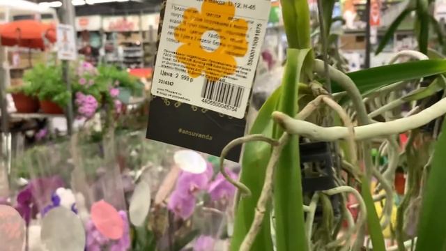 ОРХИДЕИ в ОБИ Парнас (СПб). Небольшой «прилив» орхидей к «морю» на центральных витринах. 06.05.21. смотреть онлайн