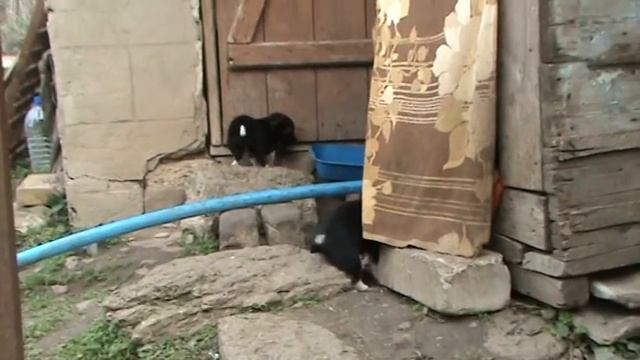 Улучшенное видео улучшенного в качестве маленьких шпуциков смотреть онлайн