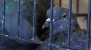 Голубь Баря. История в деталях (16+)