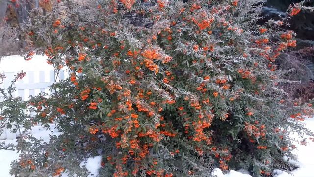 Orange Pyracantha Berries in Winter смотреть онлайн