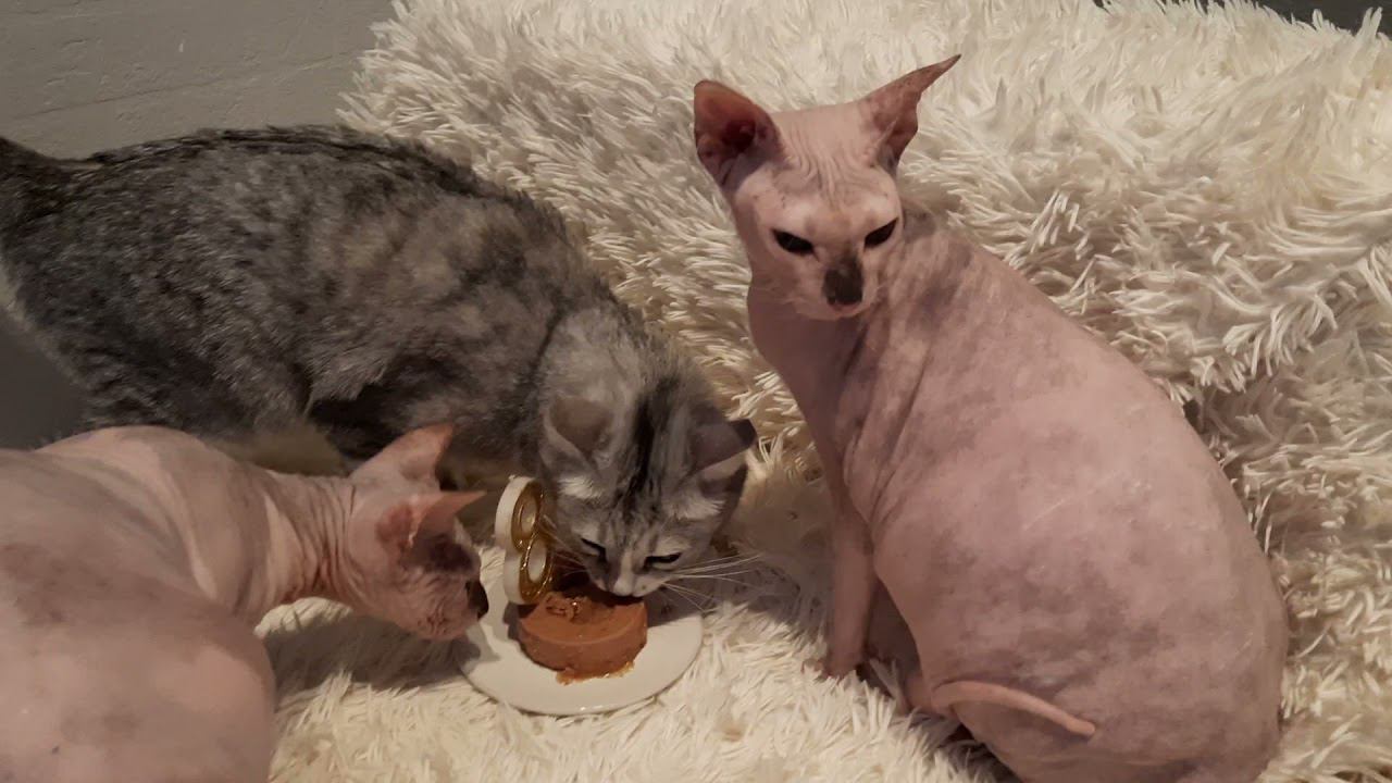 Босин день рождения смотреть онлайн