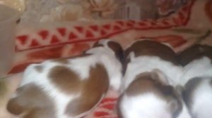 Щенки Ши-тцу🐶, мы родились🎈, наша история🎀