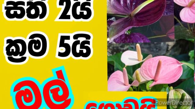 ලෝකයේ මිල අධිකම red spadix ඇන්තූරියම් | Anthuriyam price in Sri Lanka | anthurium wagawa sinhala смотреть онлайн