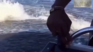 Шок! Бегемоты жестоко нападают!