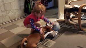 Да придёт бабайка! #dog #basenji #собака #басенджи #юмор #бабайка #жихарка