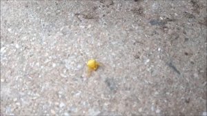 Ядовитый желтый паук нашли на улице. пауки снятые на камеру. насекомые. горный паук