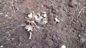 #клематис #маньчжурский #готовимкзиме / Клематис ( лат.clematis) белый маньчжурский готовим к зиме.