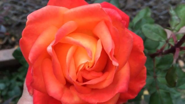 Роза оранжевая, красивая незнакомка! смотреть онлайн