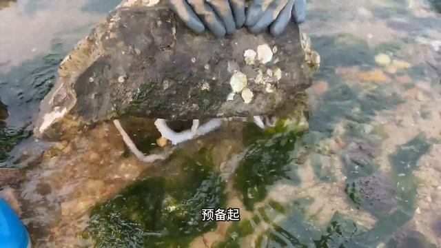 海邊大潮過後大貨超多沙光魚抓到爆桶還發現了扇貝聚集地牛牛趕海海鮮
