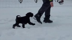 Цвергшнауцер, щенок, миниатюрный шнауцер