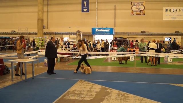 23 04 2016 Kiev CACIB   males intermedia