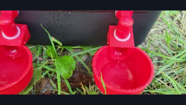 Автоматическая поилка для цыплят (курей) смотреть онлайн