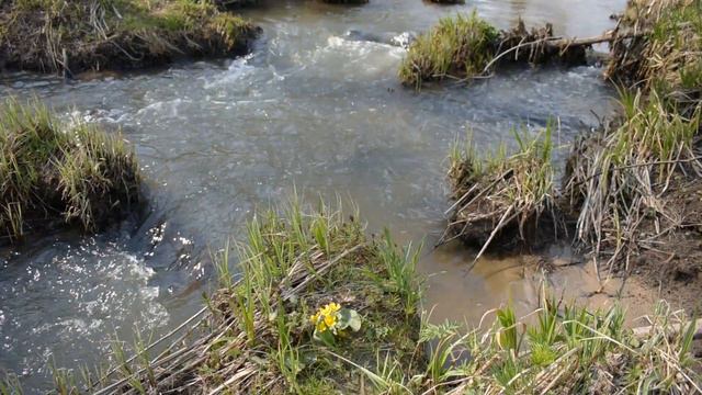 Новососедово. Лесные цветы.Речка (08.05.2019г.) смотреть онлайн