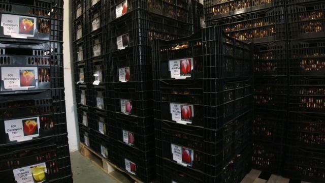 Тюльпаны. Охлаждение по 5-ти градусной технологии смотреть онлайн