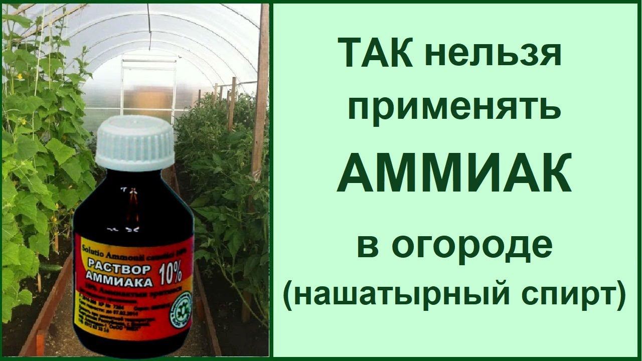 Подкормка нашатырным спиртом: как нельзя делать❗ЧИТАЙТЕ ОПИСАНИЕ о вреде нашатыря для огорода смотреть онлайн