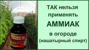 Подкормка нашатырным спиртом: как нельзя делать❗ЧИТАЙТЕ ОПИСАНИЕ о вреде нашатыря для огорода