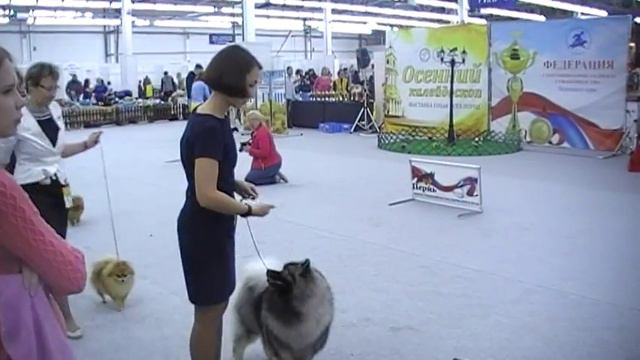 г.Пермь.Выставка Собак