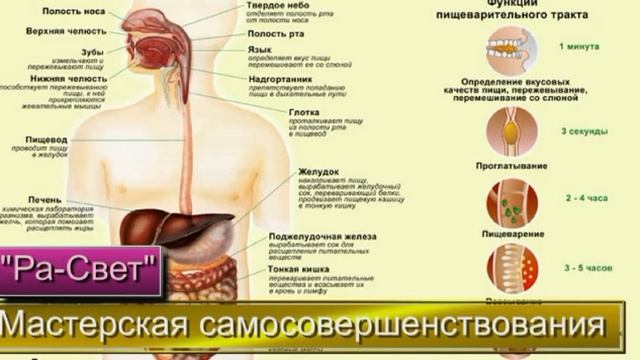Самоосознание. Часть 5. "Основные критерии здорового организма"