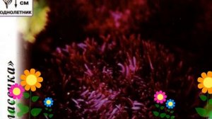 Астра китайская (Черный бриллиант). Краткий обзор, описание характеристик, где купить семена