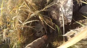 Осенняя охота на гуся в Приморском крае 2021