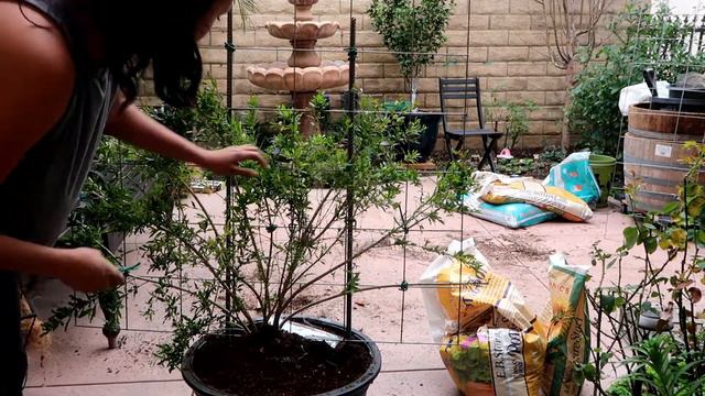 How To Espilare a Fruit Tree!  // DIY Trellis Under $20.00